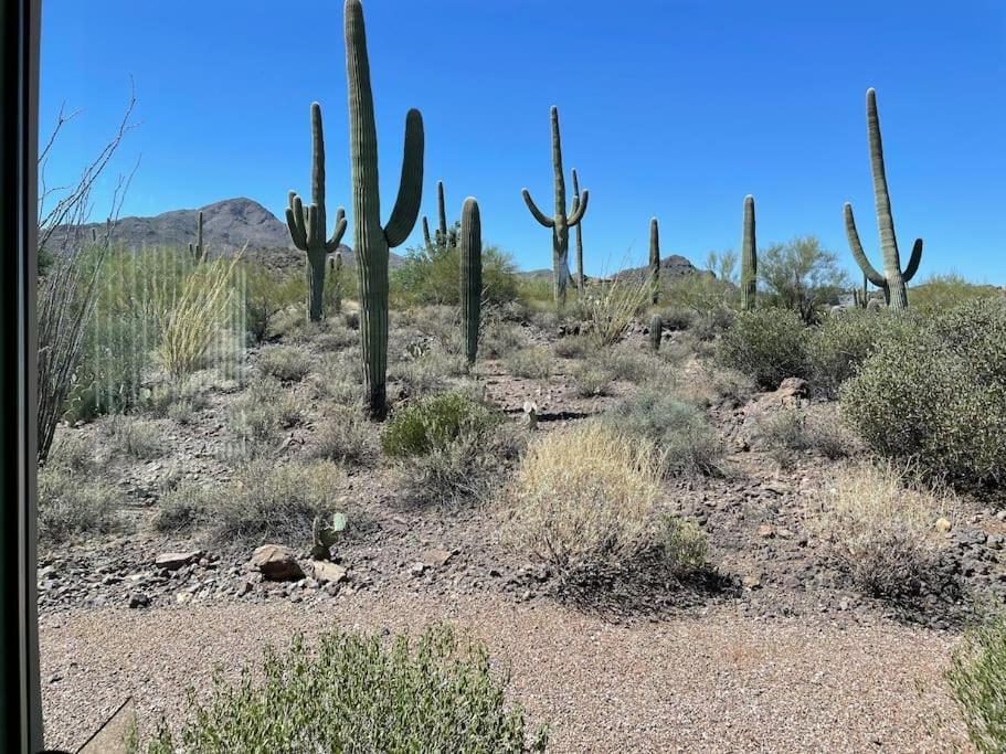 Villa Tucson Mnt Foothills Saguaro Bliss Extérieur photo
